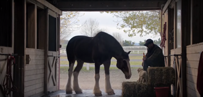 Budweiser Advert 1