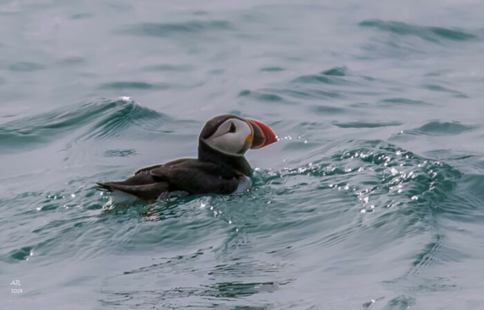 Puffin