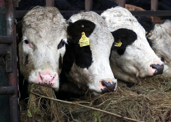 Irish cattle culling BSE scare