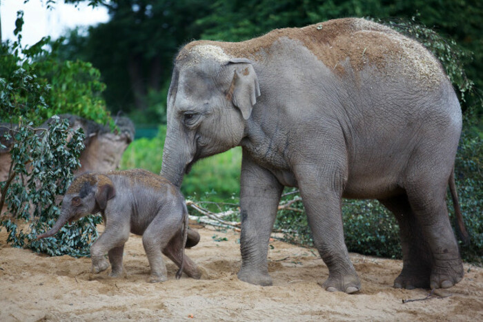 DublinZoo_Elephant08