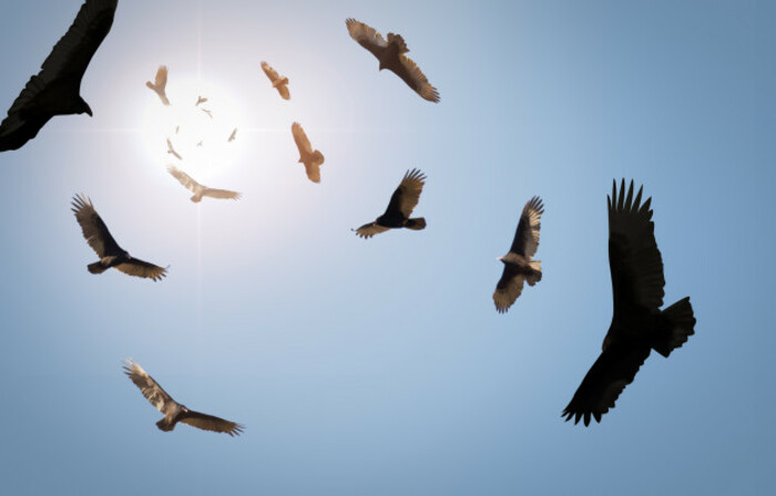 vultures