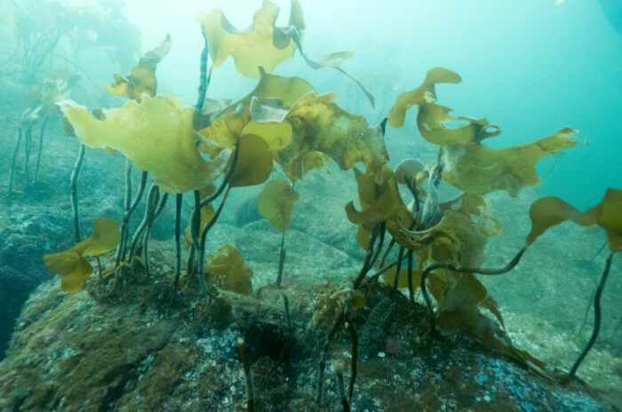 Kelp