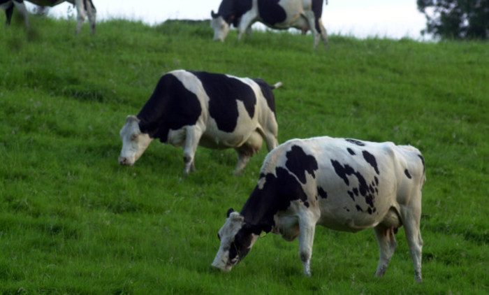 IRISH COUNTRY FARMING SCENES IN IRELAND COWS