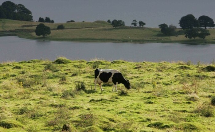 File Photo: A dairy cow has died on a farm in County Louth of suspected BSE (mad cow disease). A further test is needed to confirm the cow was infected. It is expected the second result will be known in a week. The last case of the disease in Ireland was