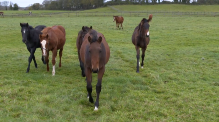 Horse Sport Ireland 6