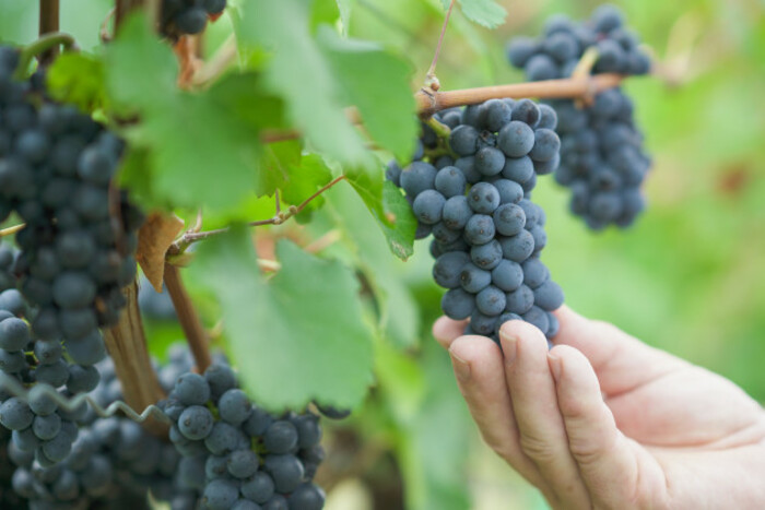 Start of the grape harvest on the Hessian Bergstrasse