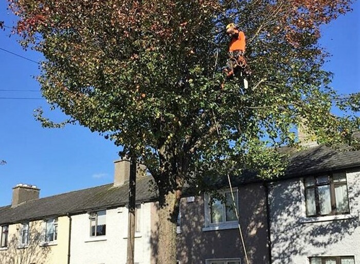 Tree Felling 2