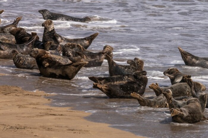 Grey Seals - Blaskets