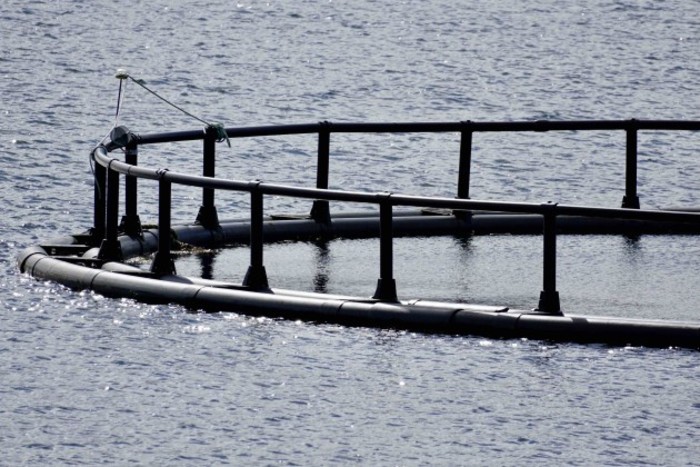 Close up of farmed salmon pen in Mulroy Bay, Co Donegal 