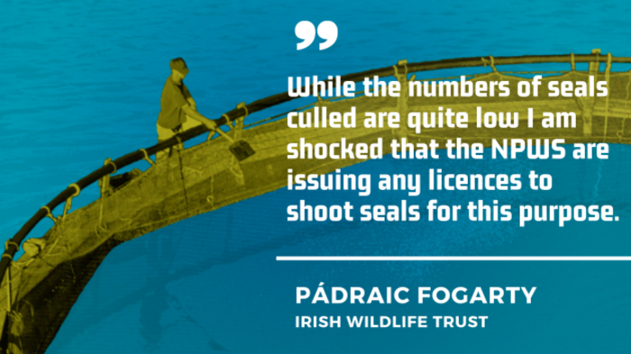 P&aacute;draic Fogarty of the Irish Wildlife Trust - While the numbers of seals culled are quite low I am shocked that the NPWS are issuing any licences to shoot seals for this purpose. 