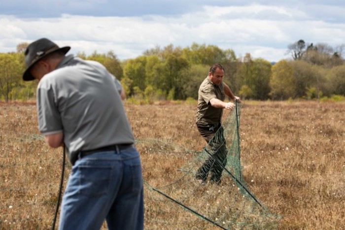 Curlew conservation programme team putting up fencing to protect curlew nest from predators