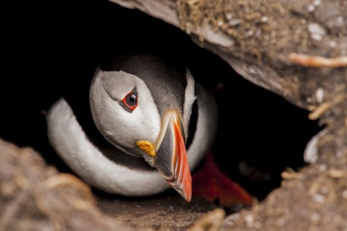A Puffin on Skelligs SPA that still does not have site specific conservation objectives or a management plan