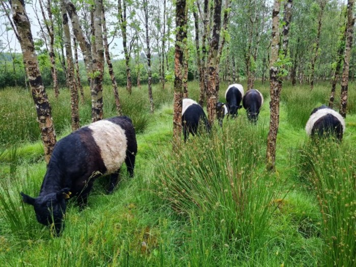 Nia O&rsquo;Malley's cows grazing in a woodland area on her farm