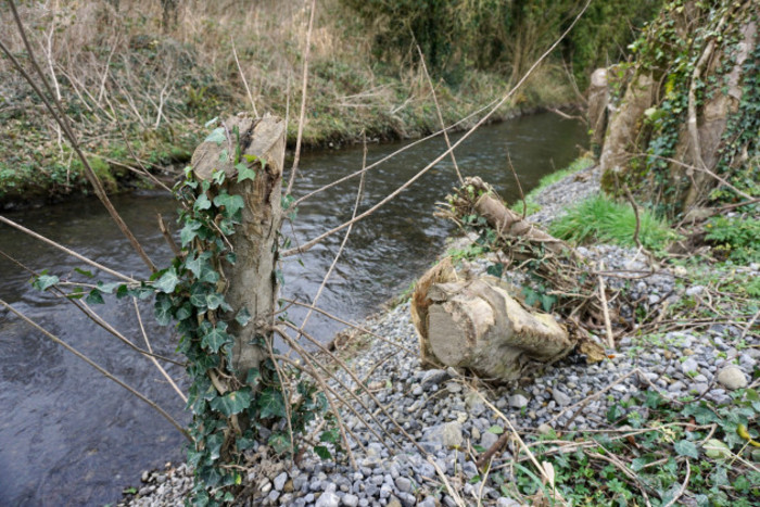 Three tree stumps with ivy growing on them on the banks of a river.