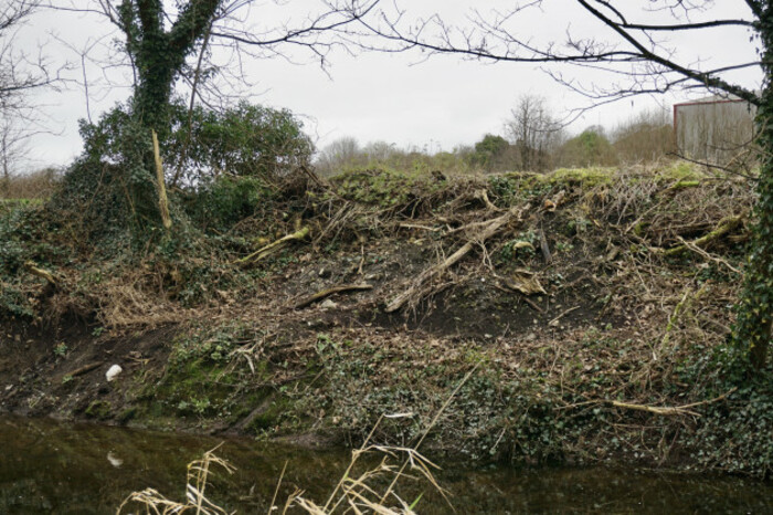 Branches lying on ivy covering the river bank between two trees that remain standing.