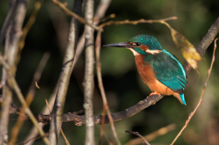 Kingfisher sitting on a small branch. It is a small bird with a large pointed beak with striking bluish green back and wing feathers, and a reddish orange front and eye stripe. 