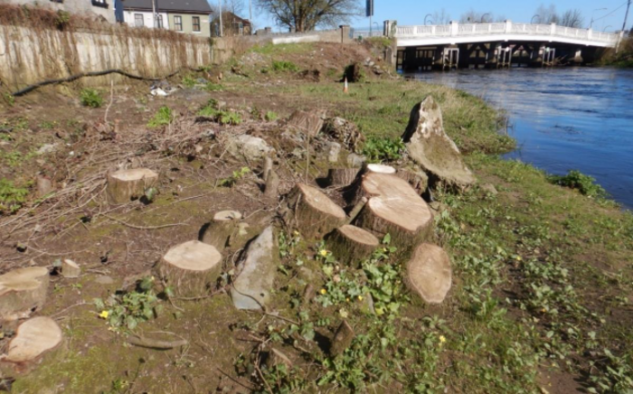 More than 10 tree trunks side-by-side cut down almost to the ground on the river bank.