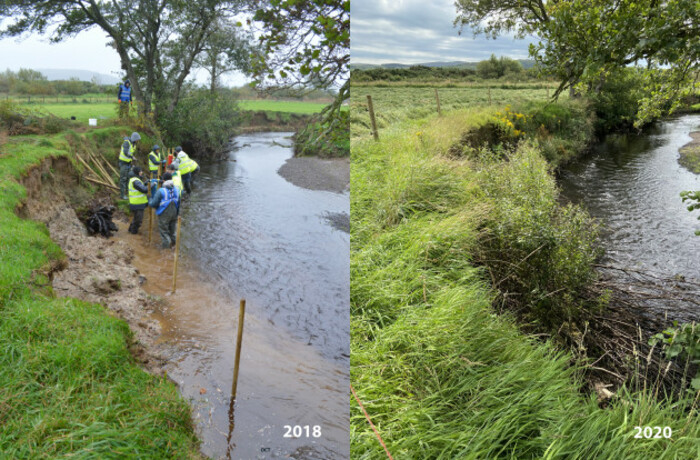 On the left are six people placing timber poles into the riverbank which has eroded away and on the right the same stretch of bank has more vegetation which has filled in the eroded area.