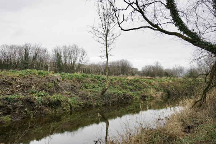 A small tree growing out of the riverbank which has no other trees along that stretch and little mature vegetation. 