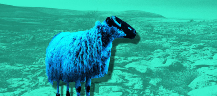 Design for OVER THE HILL: Sheep with long white wool and a black face with horns stands gazing into the distance with a rocky upland area in the background.