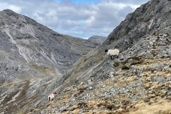 Two sheep with horns stand facing each other a few metres apart on a mountainside with locks of rocks.