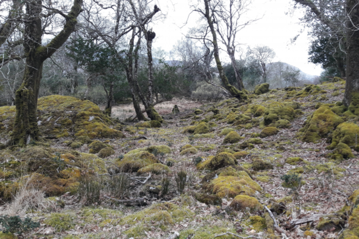 A forest with bare trees and little vegetation except moss underneath.