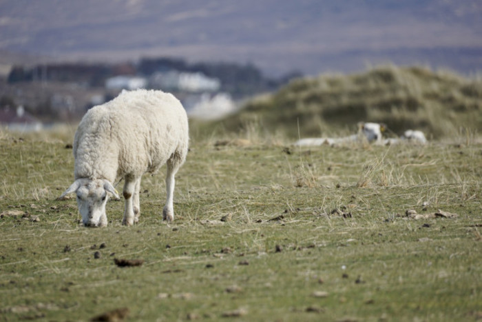 Sheep grazing on short vegetation with two other sheep in the background.