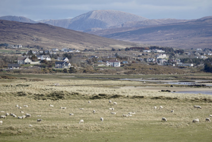 Herd of sheep grazing on machair in the foreground with houses in Derrybeg and mountains in the distance. 