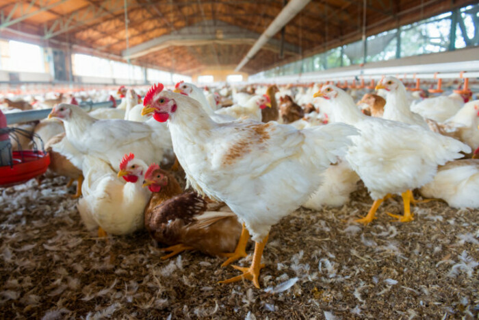 A large number of white chickens standing on the floor of a farm shed near feeders