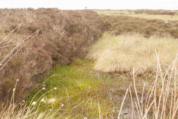 Heather and rushes growing in a bog beside a small pool of water