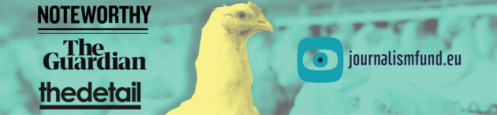 chicken looking towards camera with others in the background in a farm shed - with logos of investigation collaborators Noteworthy, The Guardian, The Detail and co-funder JournalismFund.eu