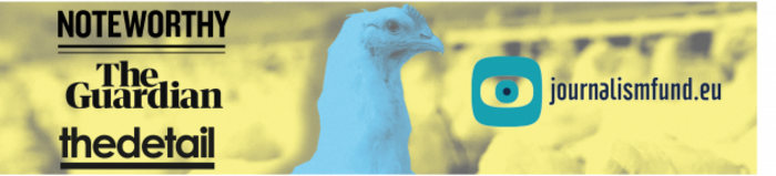 chicken looking towards camera with others in the background in a farm shed - with logos of investigation collaborators Noteworthy, The Guardian, The Detail and co-funder JournalismFund.eu