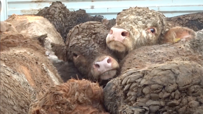 Heads of cattle covered in excrement looking at camera on a truck in Turkey