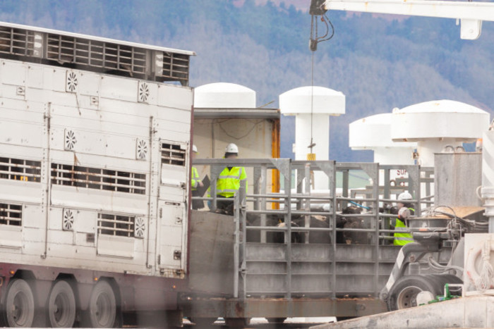 Cattle being loaded from a cream transport truck onto a ship at a port with three workers standing around