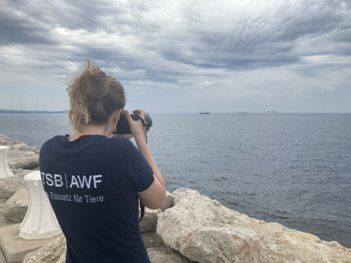 View of woman from back taking photos of ships out at sea