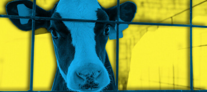 Design for TRADE OFF project - Head of a calf behind a metal gate