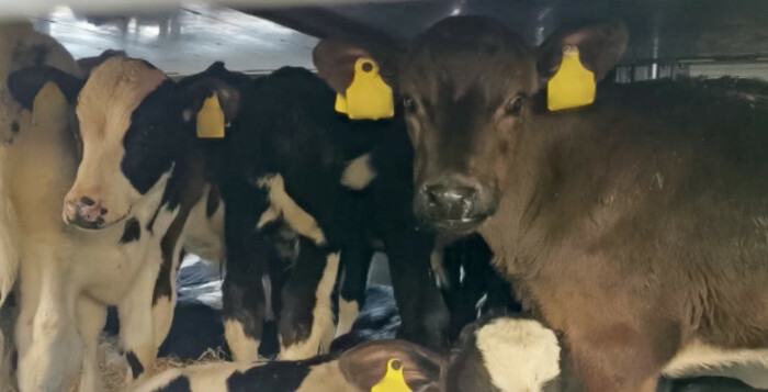 Several calves looking toward a camera inside of a truck