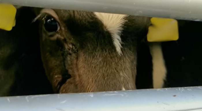 Close-up photo of the face of a calf behind metal bars on a truck