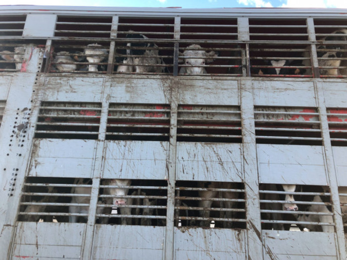 Cattle standing on three tiers and looking out from inside a truck transporting them to a port in Spain