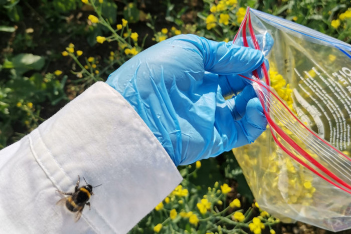 Yellow and black bumblebee with a white tail sitting on Elena's white lab coat sleeve. She is wearing blue gloves and holding a clear plastic bag full of yellow flowers.