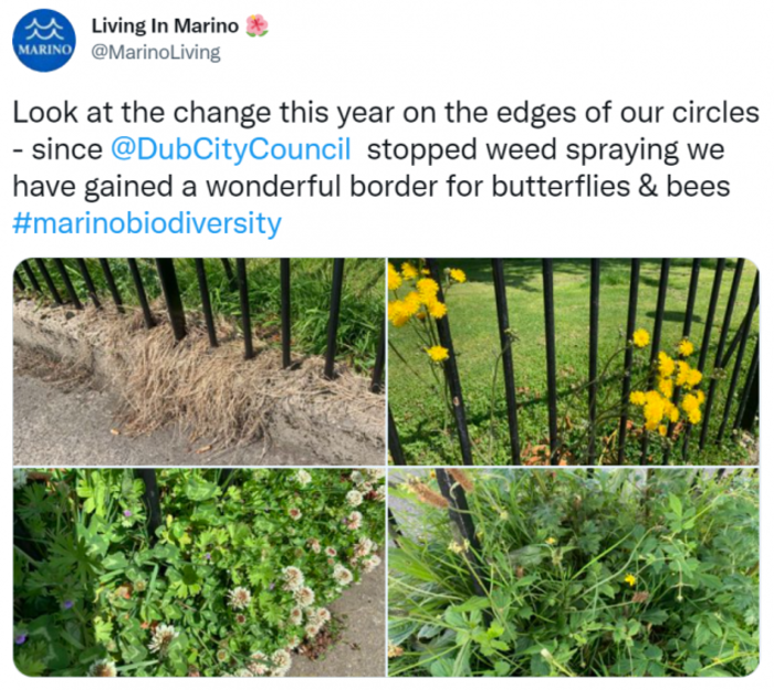 Tweet from @MarinoLiving - Look at the change this year on the edges of our circles - since @DubCityCouncil stopped weed spraying we have gained a wonderful border for butterflies &amp; bees #marinobiodiversity. With photos of a black wrought iron fence initially with dead vegetation and then with yellow flowers and clover. 