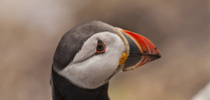 Puffin - small black and white bird with multi-colored beak - looking into camera with blurred grey rocks in the background