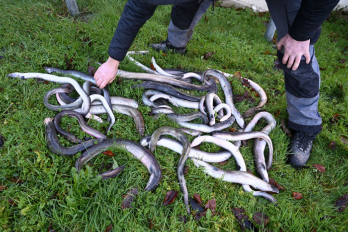 Dead eels lying on grass. O&rsquo;Connor - whose arms and legs are only visible - is bending over them, holding one of the eels. 