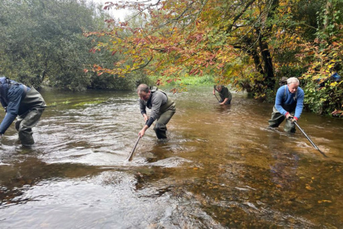 Four volunteers wading through a shallow river with rakes. Trees with autumn-coloured leaves hang overhead. 