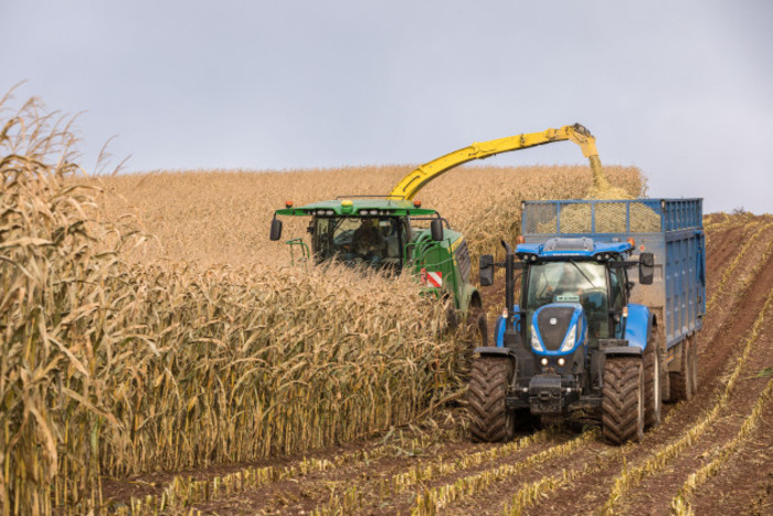 Tractor in a field of maize cutting and harvesting the crop on a sunny day