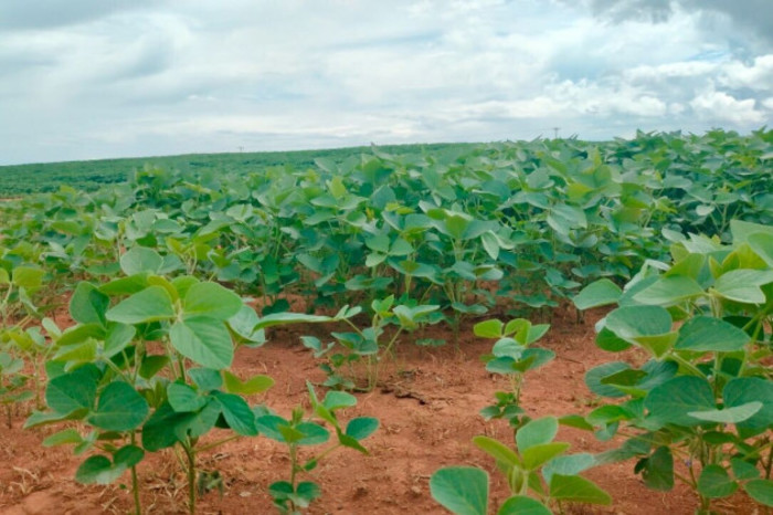 Soybean plants - green leafy with upright stems - in a field.